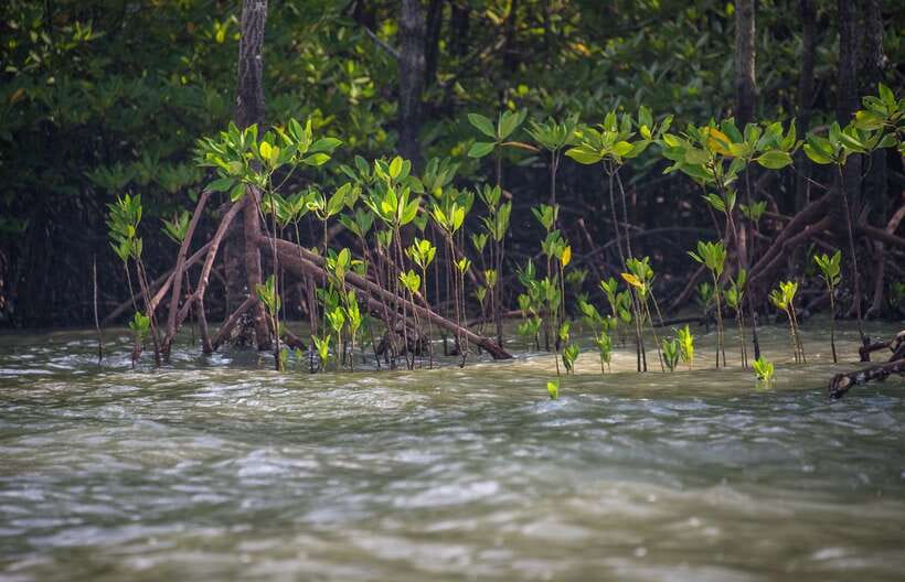 Koh Lanta: Sea Cave Kayaking and Talabeng Island Tour - Monkey Point and the final mangrove stop