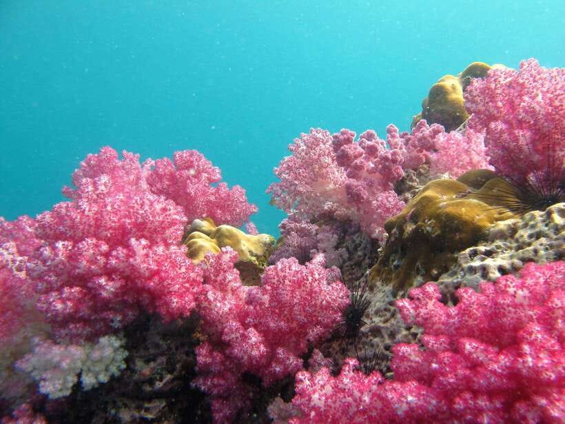 Koh Lipe: 5 Island Snorkeling Trip by Longtail Boat w/ Lunch - Hin Ngam’s polished black stones