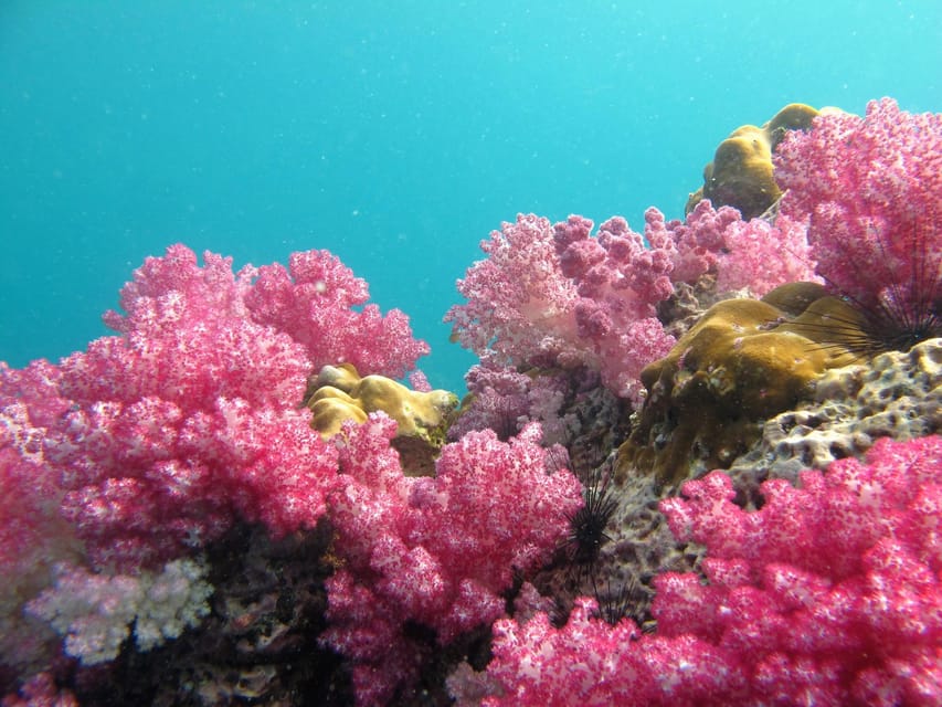 Koh Lipe: 5 Island Snorkeling Trip by Longtail Boat w/ Lunch - Koh Adang finishes with fish and clear water