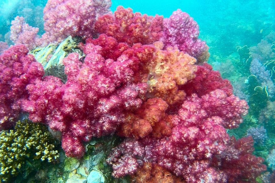 Koh Lipe: Full Day Multi-Island Snorkeling Trip with Lunch - Koh Hin Son, a rock in clear water