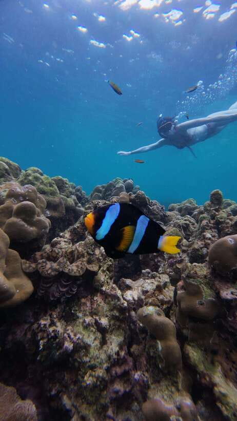Koh Lipe: Half-Day Snorkeling (Morning/Afternoon/Sunset) - Key points to know before you book
