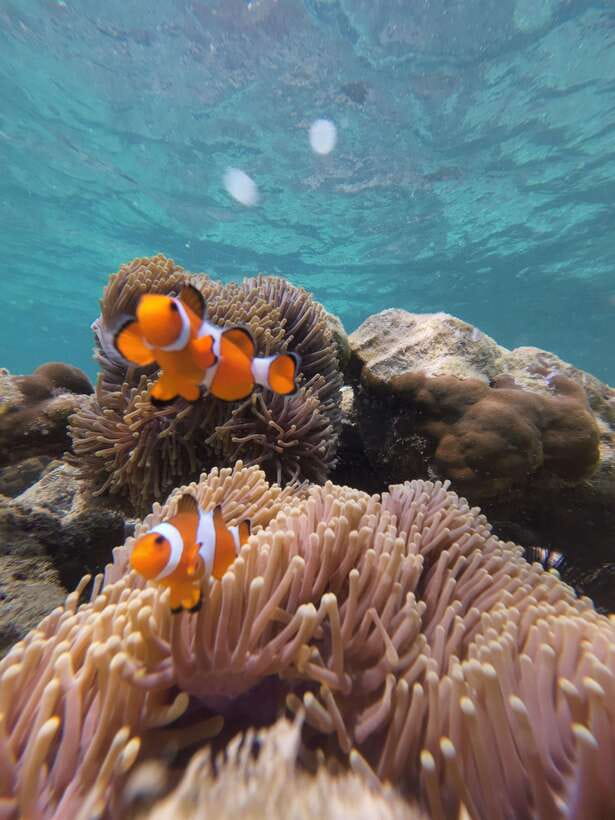 Koh Lipe: Half-Day Snorkeling (Morning/Afternoon/Sunset) - Koh Yang and Koh Rawi: fish and sand
