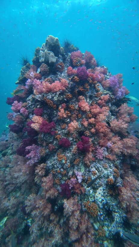 Koh Lipe: Half-Day Snorkeling (Morning/Afternoon/Sunset) - Picking the right departure time