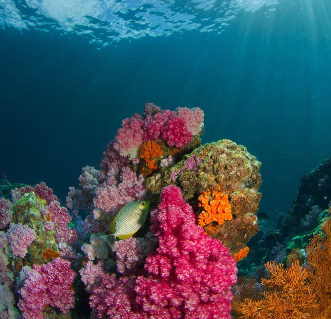 Koh Lipe: Island Hopping by Private Longtail Boat w/ Snorkel - The captain and communication