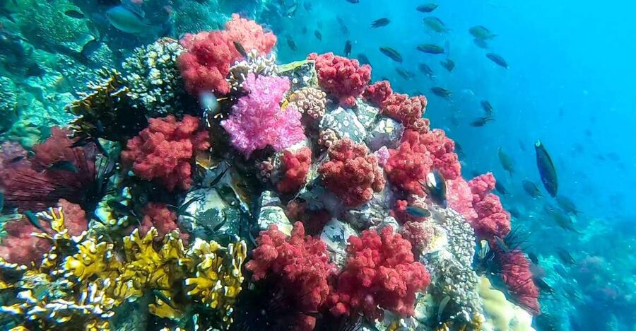 Koh Lipe: Longtail Boat Snorkeling Trip Program A - Safety, comfort, and who should book