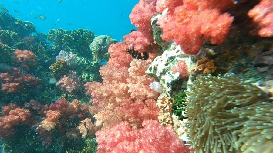 Koh Lipe: Longtail Boat Snorkeling Trip Program A - Hin Ngam’s black stones and crowded timing