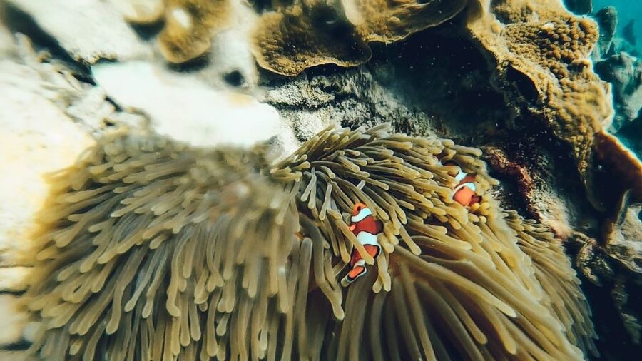 Koh Lipe: Longtail Boat Snorkeling Trip Program A - Koh Yang’s hard corals and clear water
