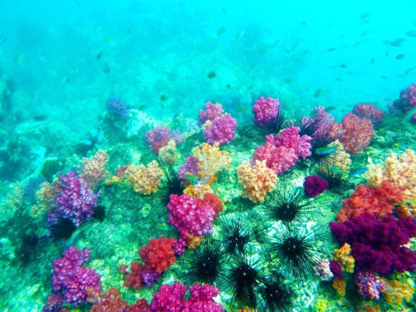 Koh Lipe Snorkeling Trip 6 hours Trip1 - 1:00 p.m. at Koh Yang’s calm coral site