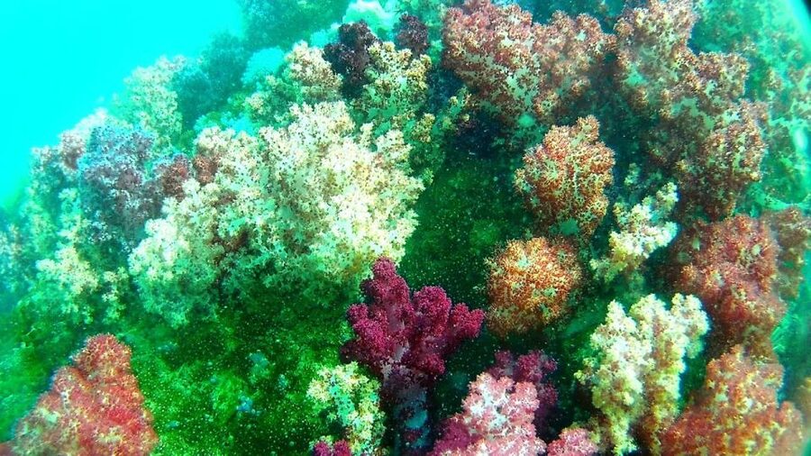 Koh Lipe Snorkeling Trip 6 hours Trip1 - 3:00 p.m. at Jabang Channel and the seven-color reef