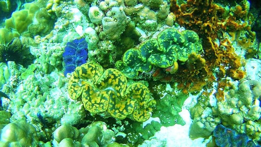Koh Lipe Snorkeling Trip 6 hours Trip1 - What $22 includes, and what it does not