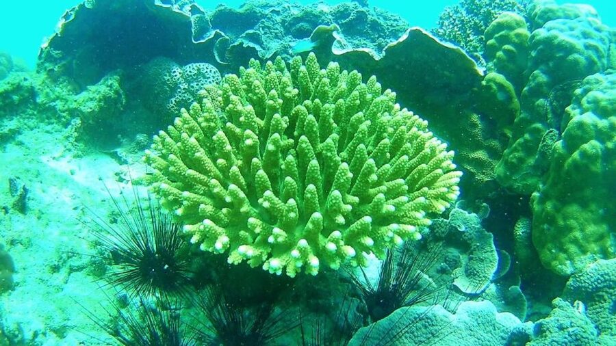 Koh Lipe Snorkeling Trip 6 hours Trip1 - How the meeting point works at Pattaya Beach