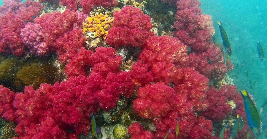 Koh Lipe Snorkeling Trip 6 hours Trip1 - 9:30 a.m. to Koh Hin Ngam and its black rocks