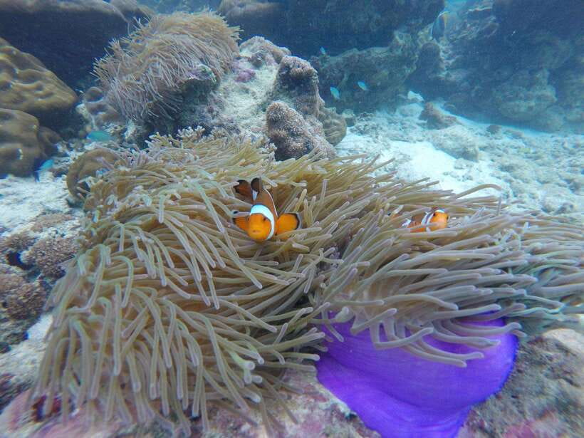 Koh Phi Phi: Maya Bay Private Longtail Boat Tour - Why a private longtail boat changes the day
