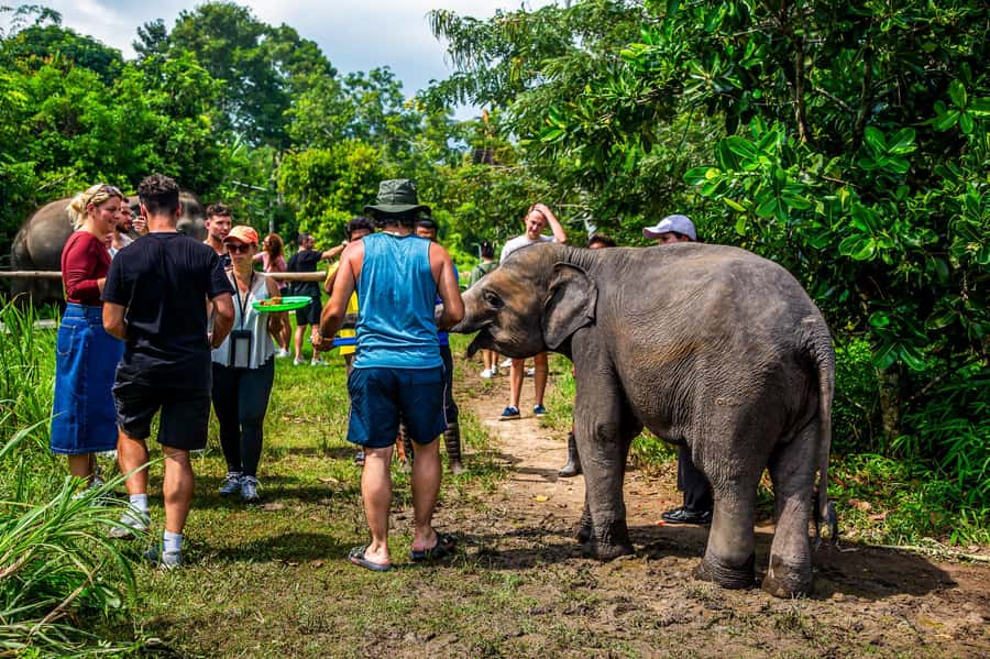 Koh Samui: Elephant Sanctuary and Jungle Tour with Lunch - Key points at a glance