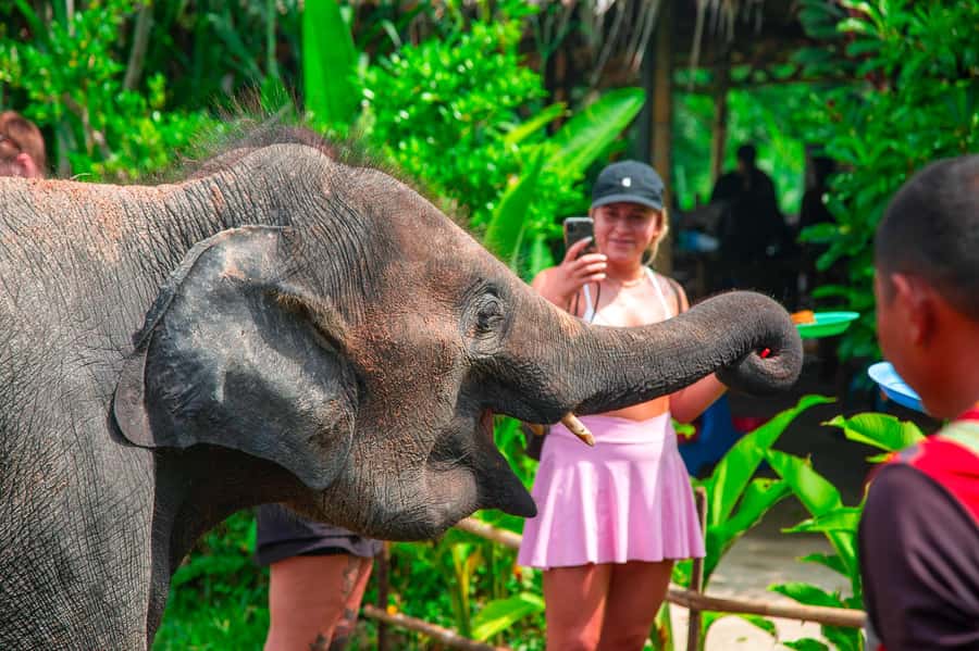 Koh Samui: Elephant Sanctuary and Jungle Tour with Lunch - Preparing food for elephants at I Love Elephant Samui