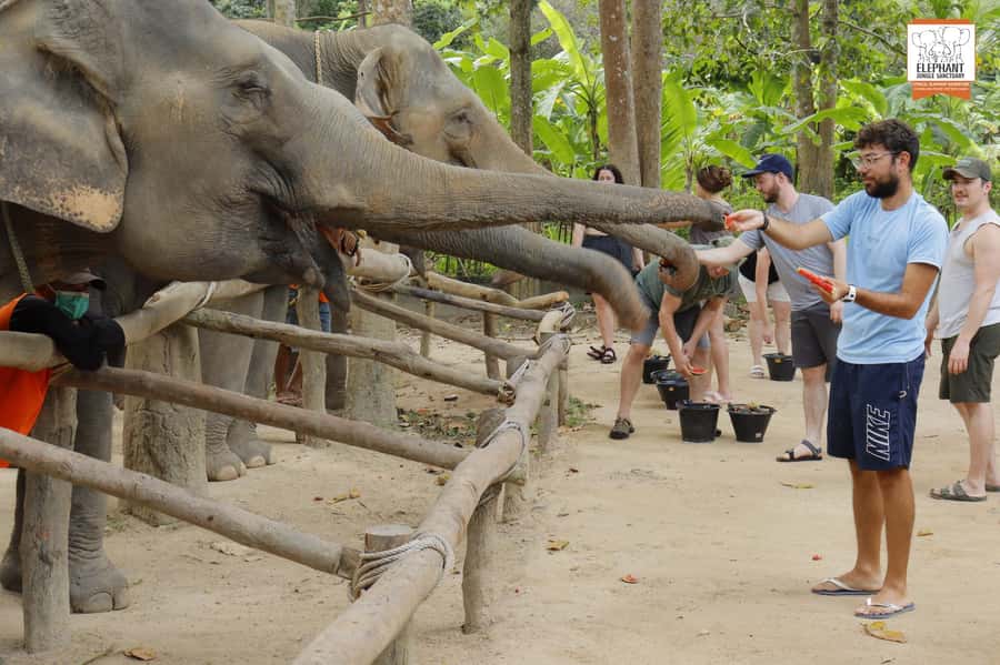 Koh Samui: Elephant Sanctuary Entry and Feeding Experience - What the one-hour visit is really like