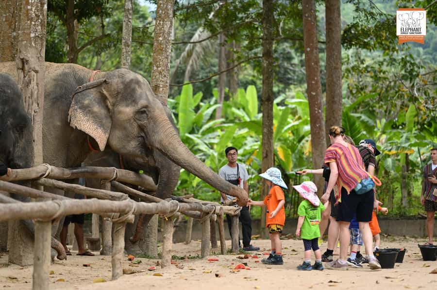 Koh Samui: Elephant Sanctuary Entry and Feeding Experience - Why the no-riding policy matters