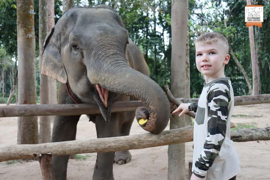 Koh Samui: Elephant Sanctuary Entry and Feeding Experience - Meeting the guides and hearing each elephant’s story