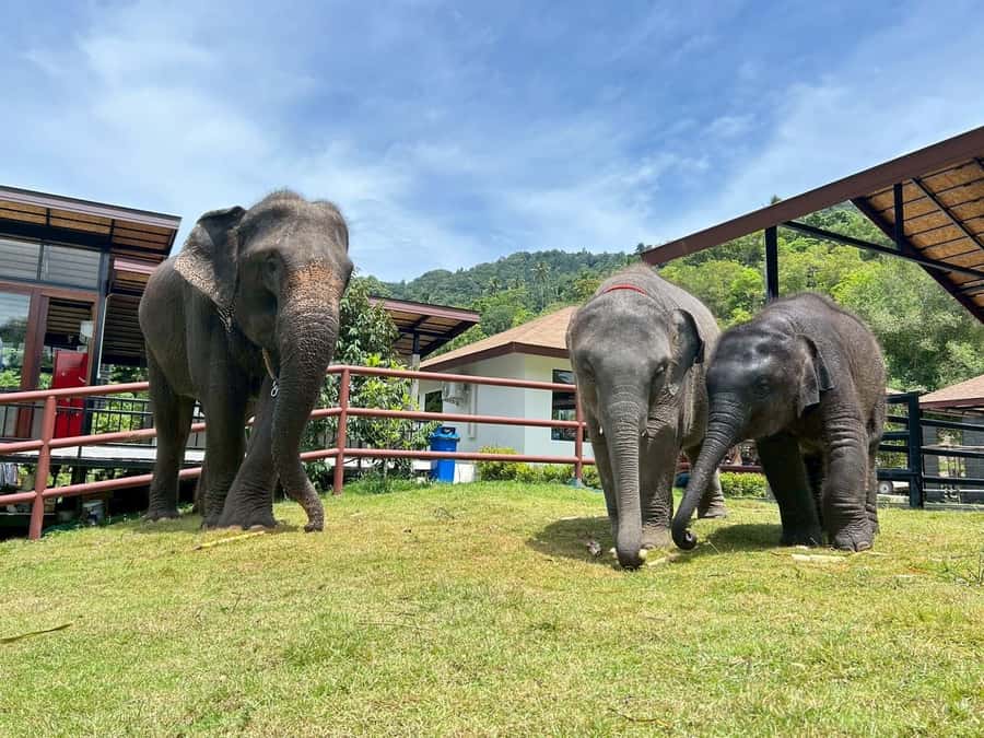 Koh Samui: Half-Day Island Highlights Tour with Hotel Pickup - Lad Koh Viewpoint and the Chaweng coast