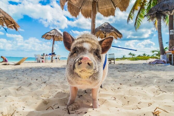 Koh Samui: Island Hopping Adventure in Coral and Pig Island - Responsible details are useful, but keep expectations grounded