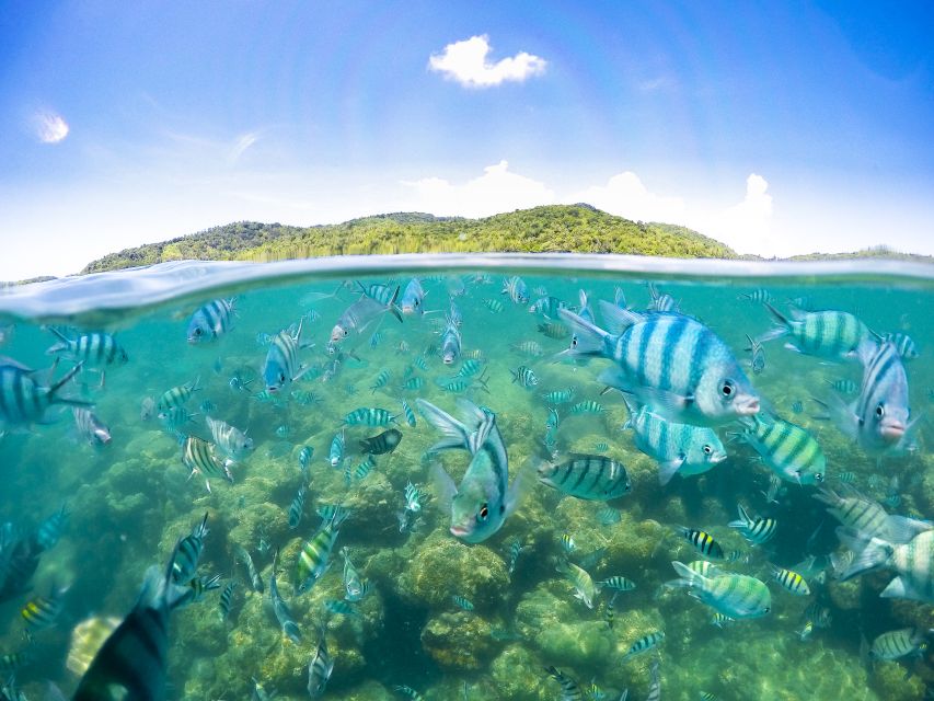 Koh Samui: Pig Island & Koh Tan Snorkeling by Speed boat - Key points at a glance