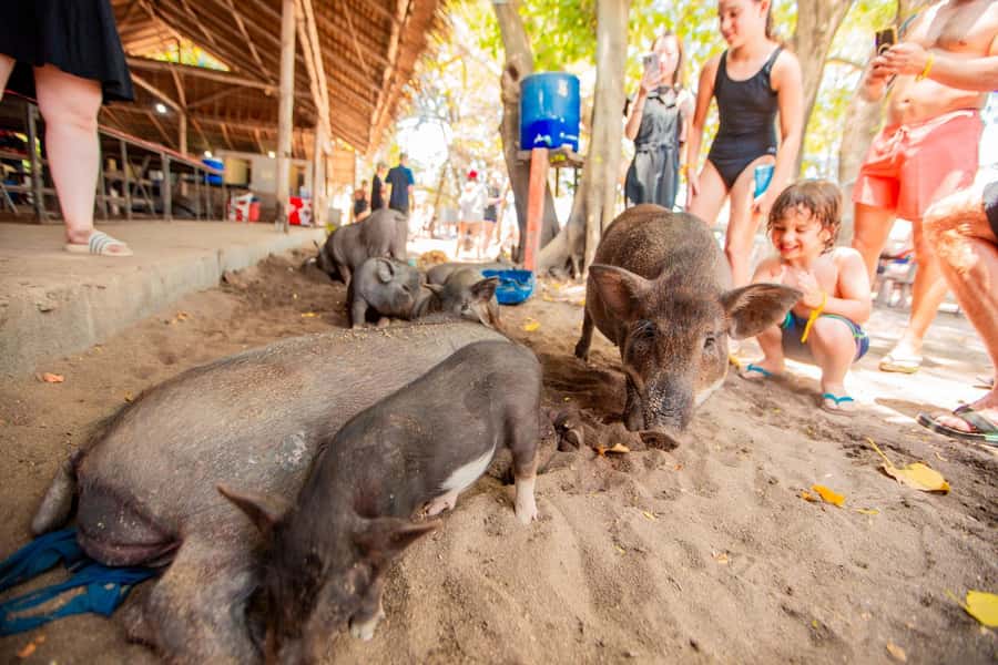 Koh Samui: Pig Island & Koh Tan Speedboat Tour with Lunch - FAQ