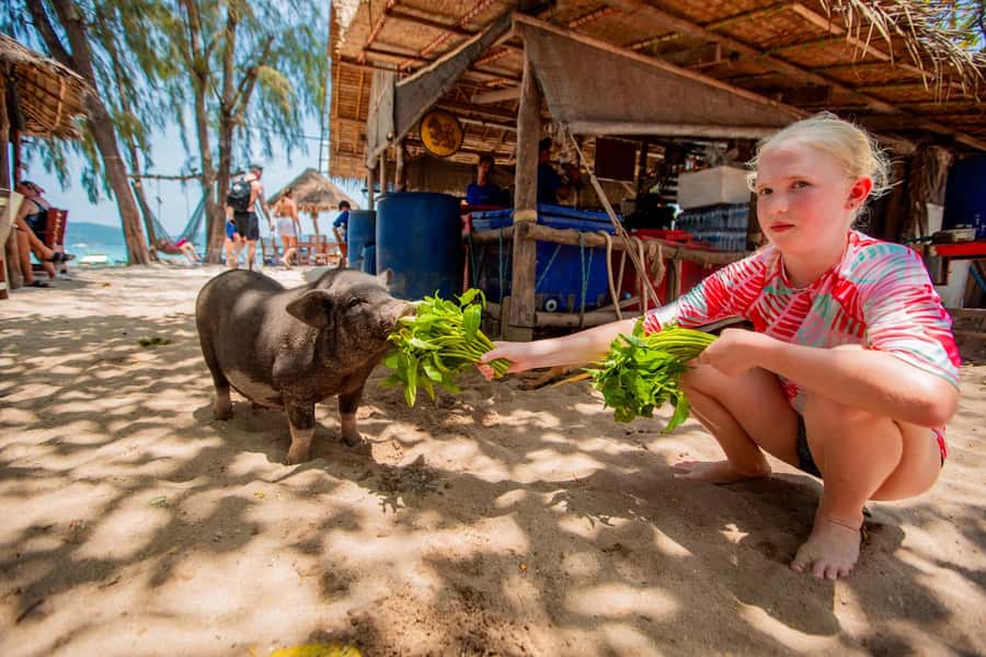 Koh Samui: Pig Island & Koh Tan Speedboat Tour with Lunch - Who will enjoy this island combination