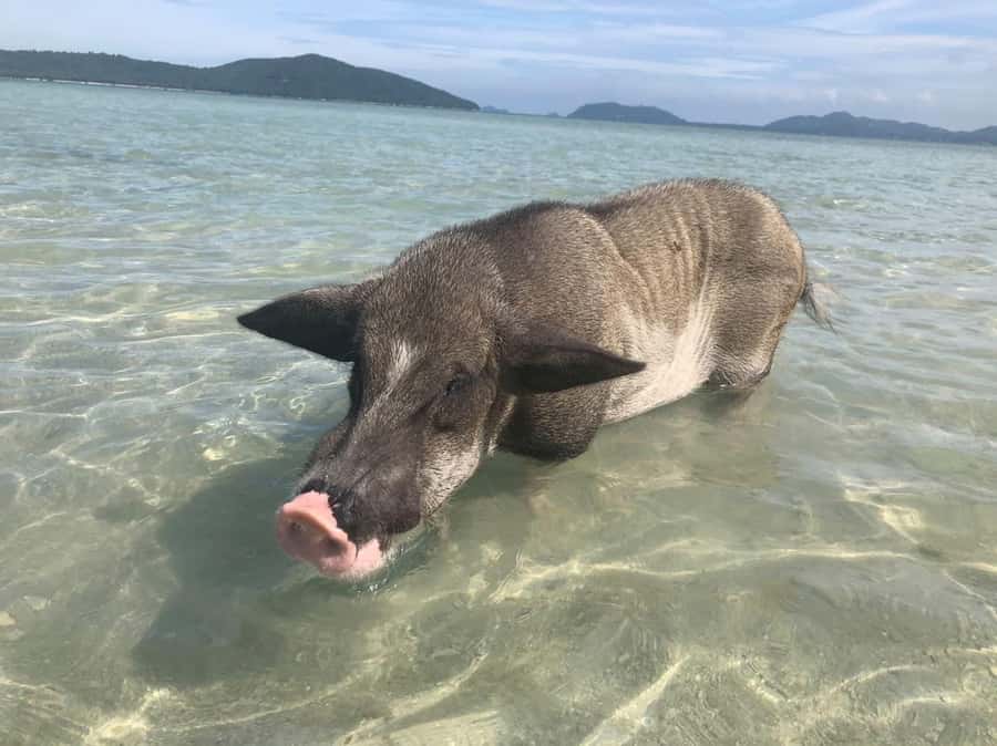Koh Samui: Sunset Pig Island and Snorkeling Koh Tan w/Dinner - Meeting the pigs on Koh Madsum