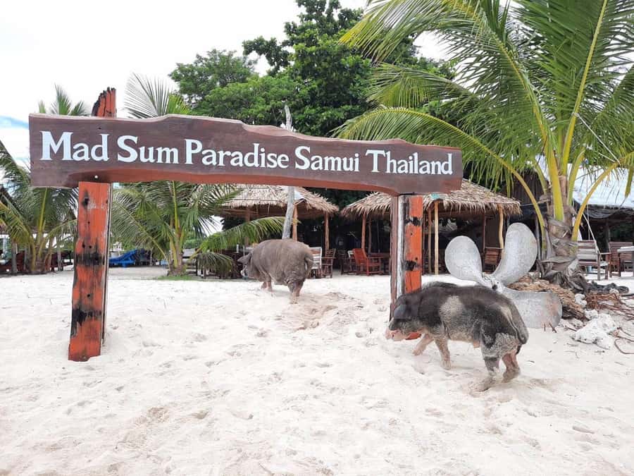 Koh Samui: Sunset Pig Island and Snorkeling Koh Tan w/Dinner - Dinner at T.K. Restaurant