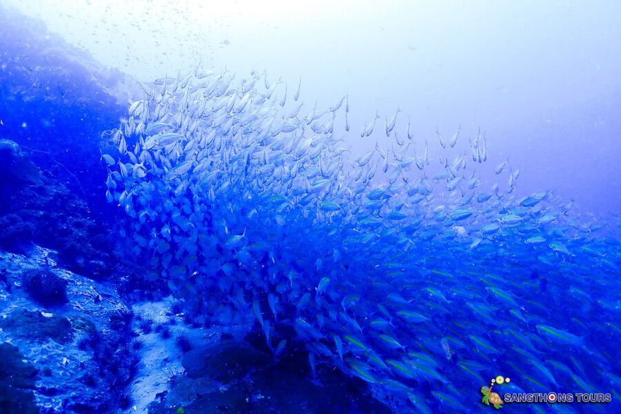 Koh Tao: Islands Snorkeling Highlights Day Tour & Lunch - Free photos are a useful bonus