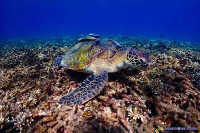 Koh Tao: Islands Snorkeling Highlights Day Tour & Lunch