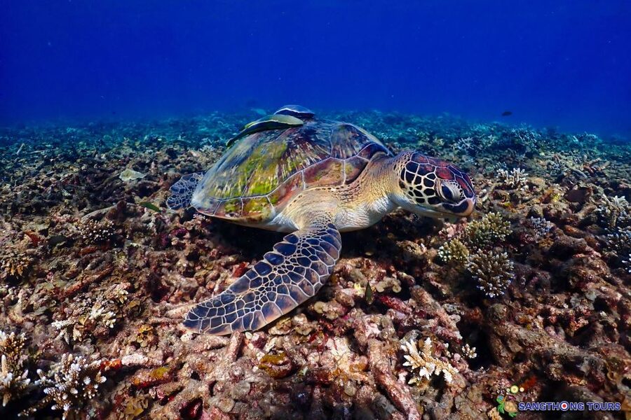 Koh Tao: Islands Snorkeling Highlights Day Tour & Lunch - Shark Bay is the final chance for turtles and reef sharks