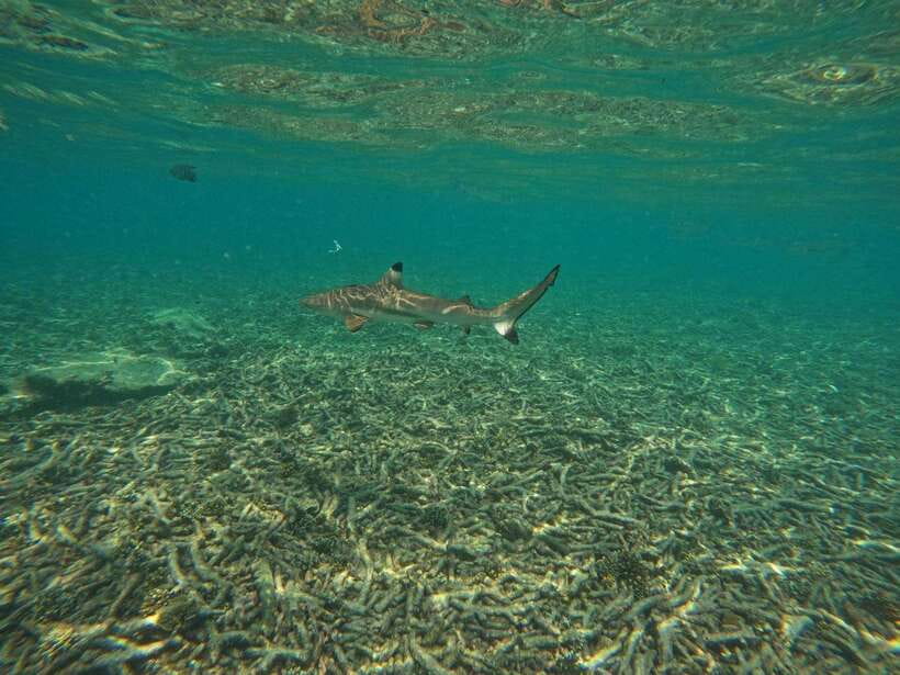 Koh Tao: Koh Nangyuan & Hidden Bays Snorkeling Tour w/ Lunch - Hin Wong Bay, one hour over coral
