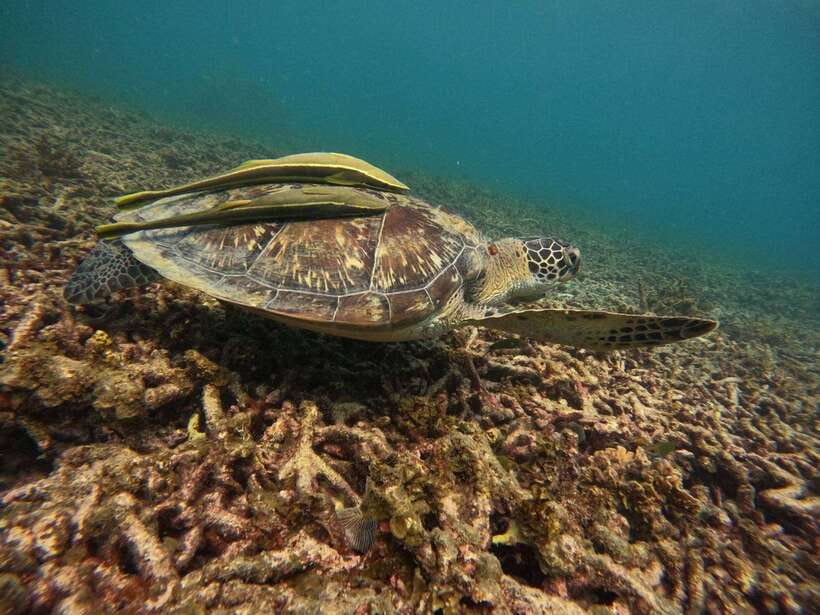Koh Tao: Koh Nangyuan & Hidden Bays Snorkeling Tour w/ Lunch - Shark Bay and the search for turtles