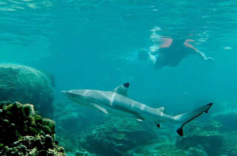 Koh Tao: Premium Snorkel Tour to Koh Nangyuan Bays by Oxygen - Mango Bay and Ao Hin Wong