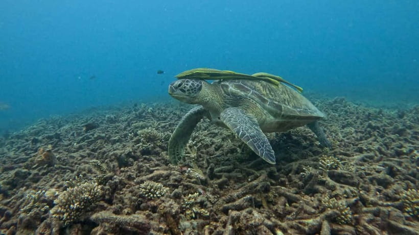 Koh Tao: Snorkeling and Sunset Tour - Key things to know before you book