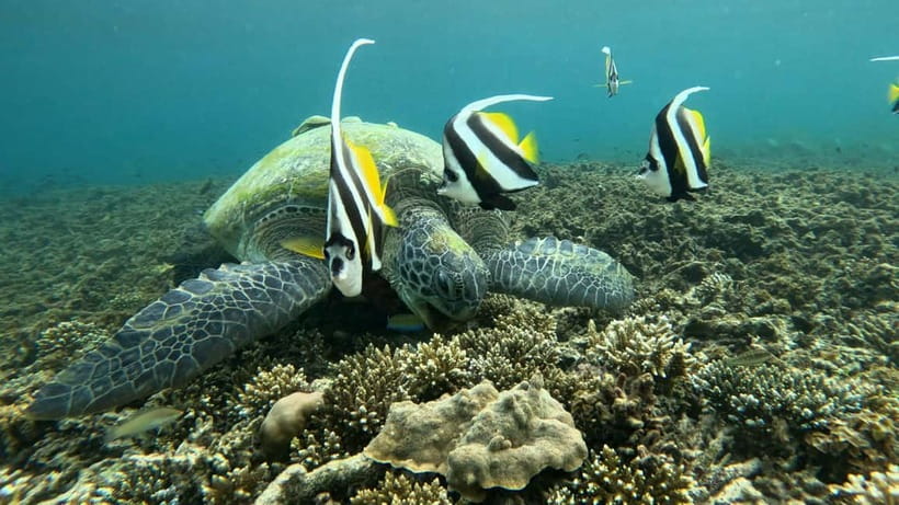 Koh Tao: Snorkeling and Sunset Tour - A sunset trip built around time in the water