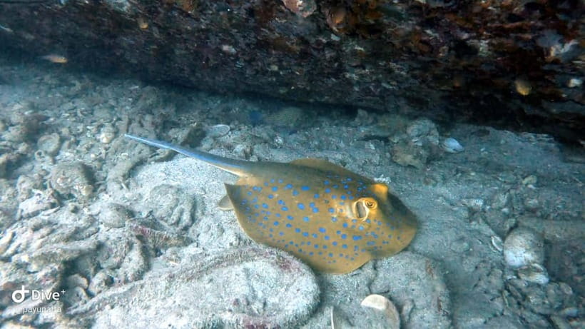 Koh Tao: Snorkeling and Sunset Tour - Two snorkeling stops, with room to change plans