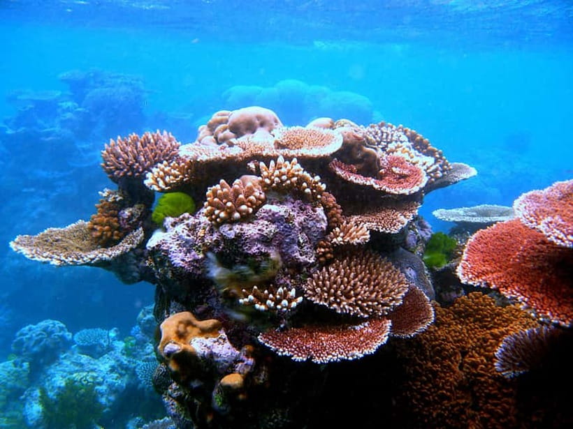 Koh Tao: Snorkeling and Sunset Tour - Turtles, sharks, and what you might actually see
