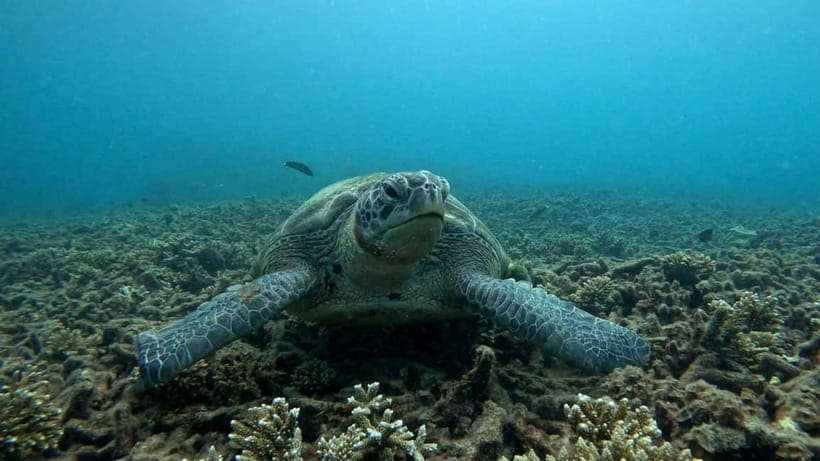 Koh Tao: Snorkeling and Sunset Tour - What happens at the Koh Tao Diving Academy meeting point