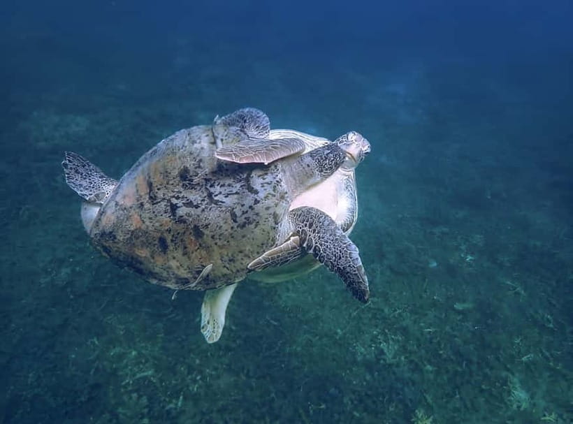 Koh Tao: Snorkeling Trip to Nang Yuan Island & Hidden Bays - Shark Bay and the chance to see turtles