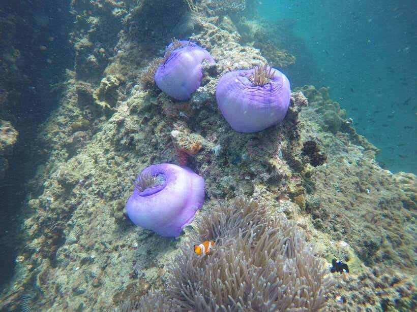 Krabi: 7 Islands Sunset Tour with Buffet Dinner & Snorkeling - Koh Poda turns into a dinner table