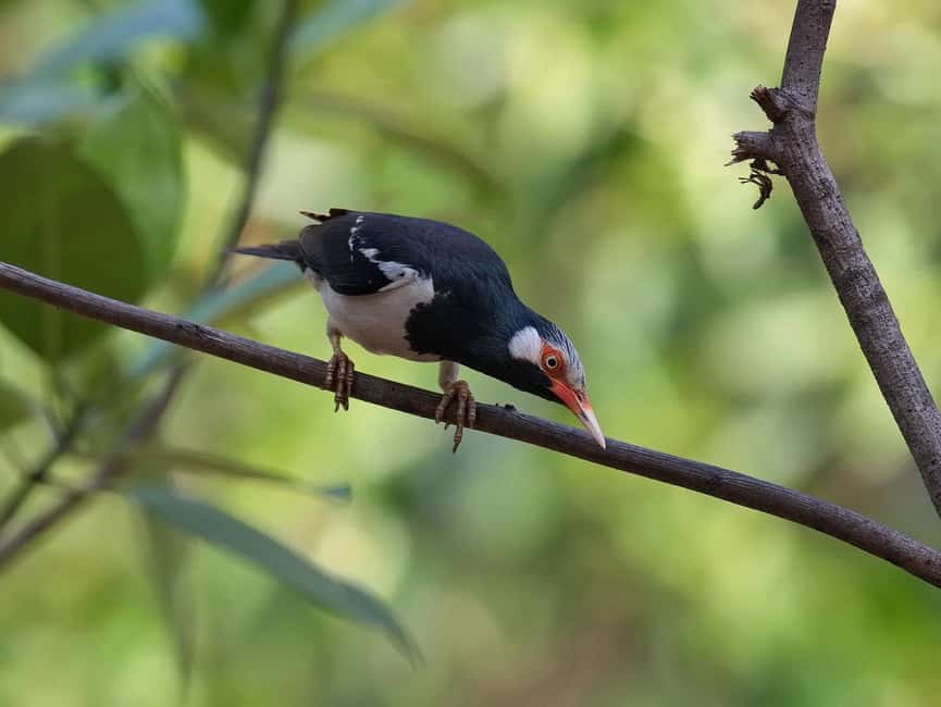 Krabi: Ao Thalane Mangrove Kayaking with Extras - Guides, safety, and the beginner experience