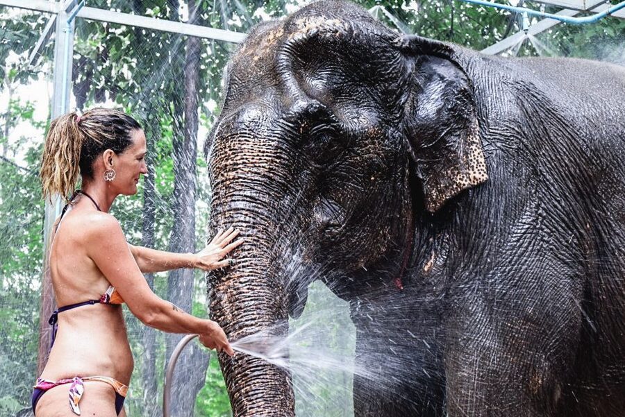 Krabi: Elephant Bathing Session at Krabi Elephant Shelter - Meeting Krabi’s elephants before the water