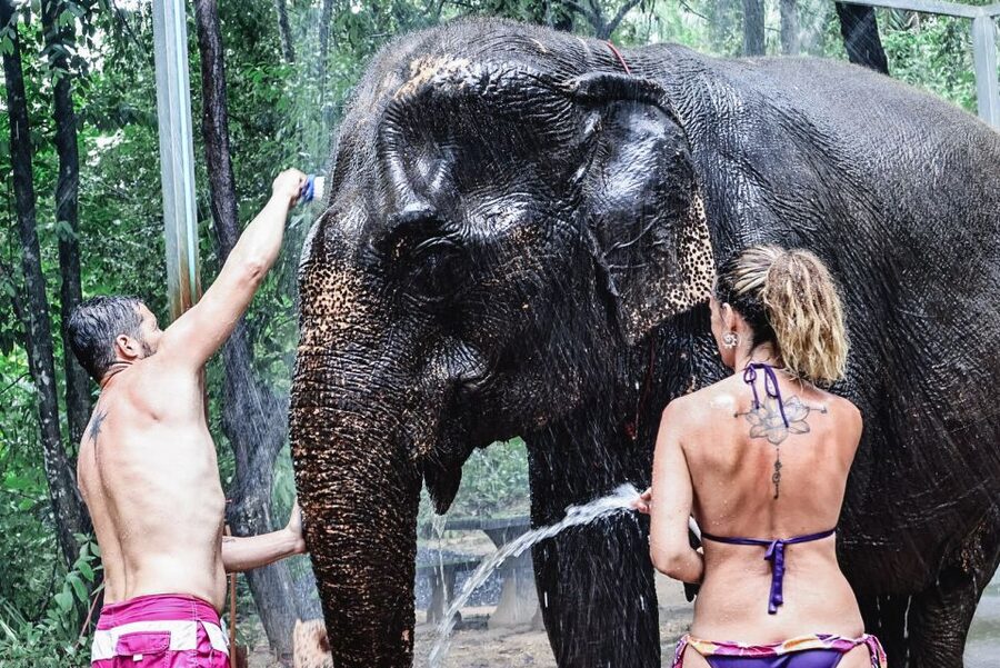 Krabi: Elephant Bathing Session at Krabi Elephant Shelter - Is $48 good value for 90 minutes?