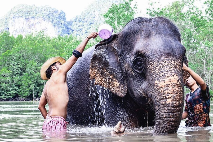 Krabi: Elephant Bathing Session at Krabi Elephant Shelter - What to pack for a smoother visit