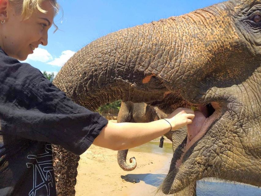 Krabi: Elephant Care House Guided Tour with Hotel Transfers - Key points to know before you book