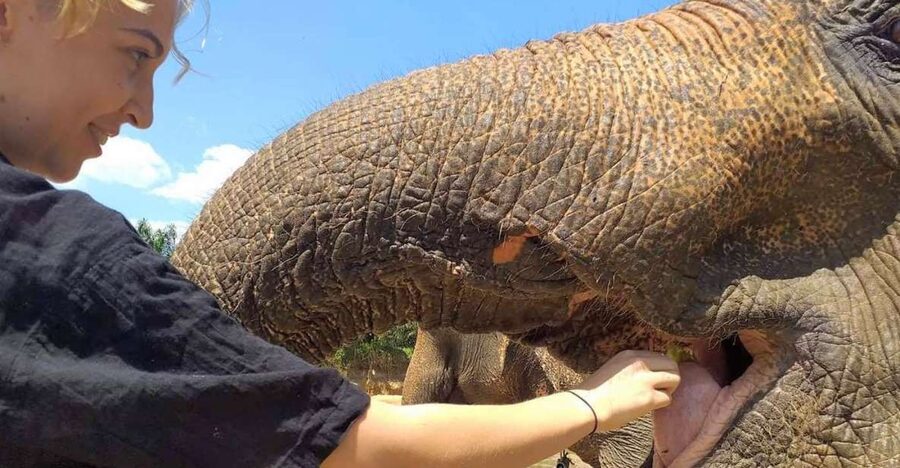 Krabi: Elephant Care House Guided Tour with Hotel Transfers - A jungle setting 15 minutes from Krabi Town