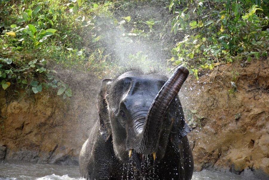 Krabi: Elephant Care House Guided Tour with Hotel Transfers - Mud, scrubbing, and the elephant bath