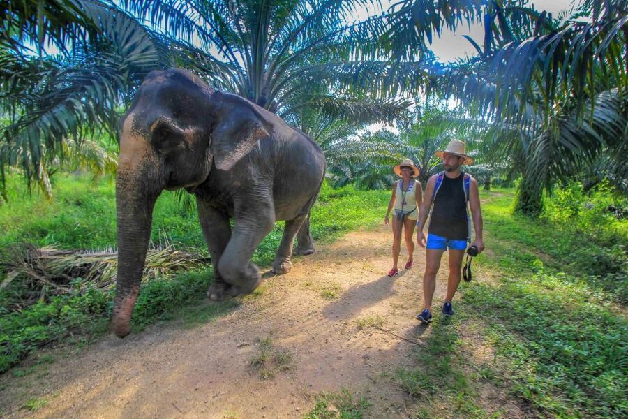 Krabi: Elephant Care House Guided Tour with Hotel Transfers - Time with four elephants, and what group size changes